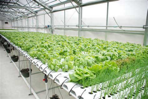 The Hydroponic Farm .